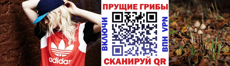Галлюциногенные грибы Psilocybe нарко площадка официальный сайт Катайск закладка